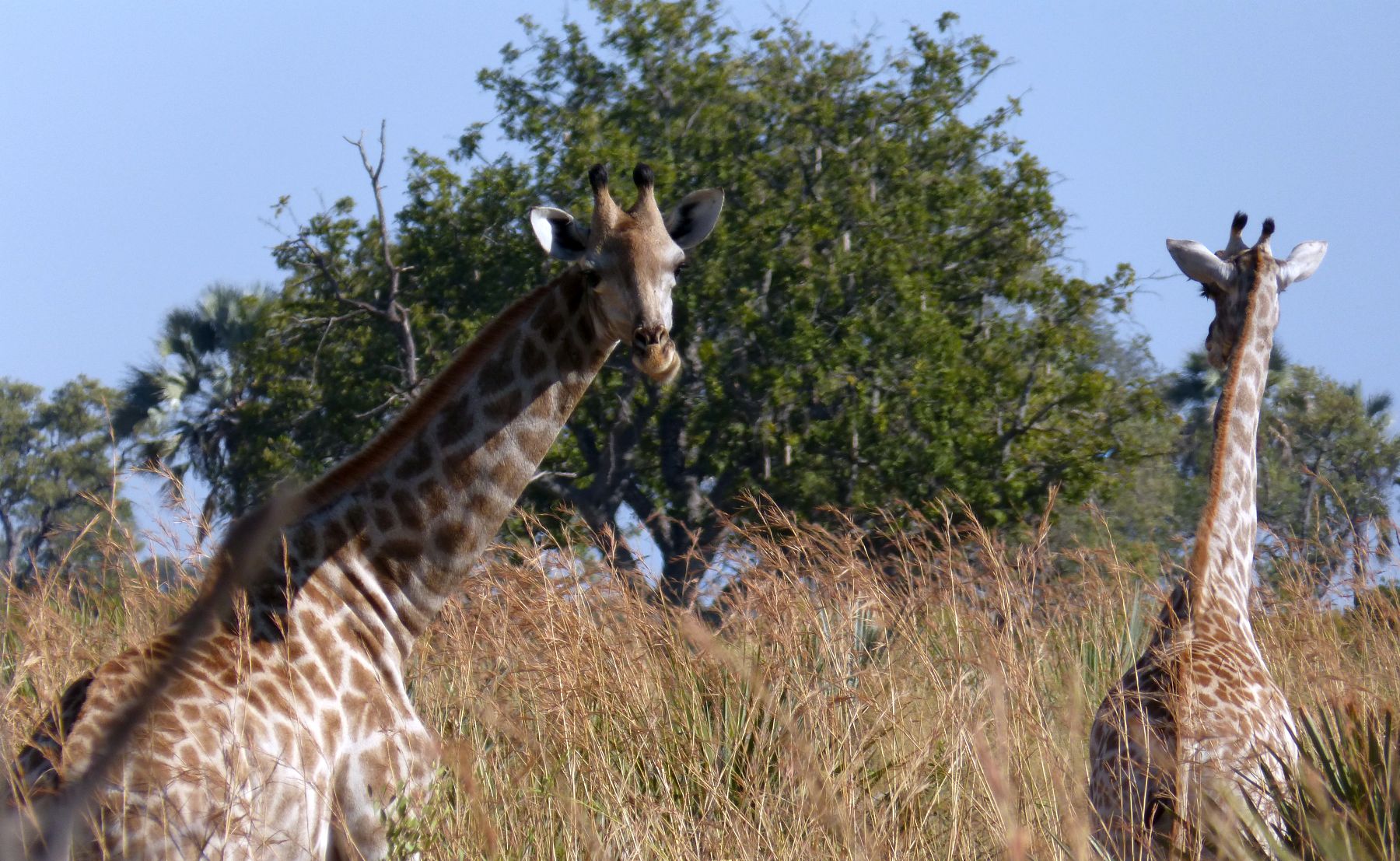 Жирафы в Танзании