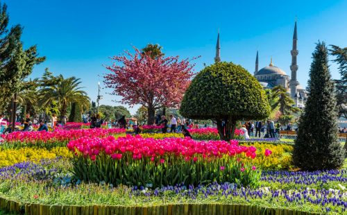 Фестиваль тюльпанов в Стамбуле