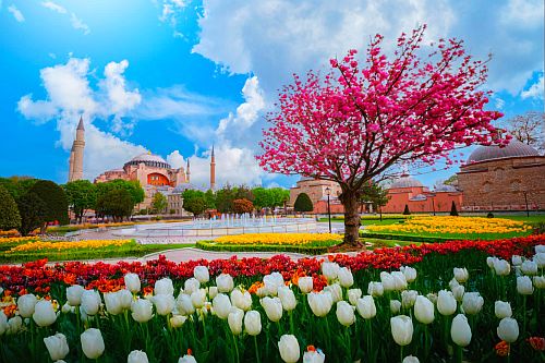 Фестиваль тюльпанов в Стамбуле