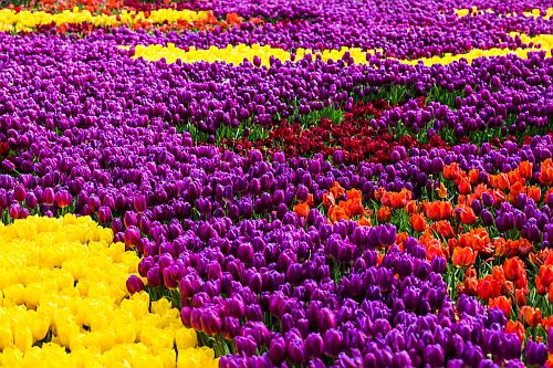 Фестиваль тюльпанов в Стамбуле