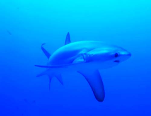 Thresher Shark - акула лисица